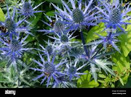 Image result for Alpendistel