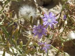 Attēlu rezultāti vaicājumam “Lactuca tatarica bud”