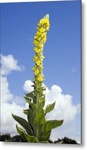 Image result for Verbascum thapsus