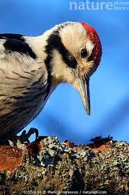 Attēlu rezultāti vaicājumam “Dendrocopos leucotos male”