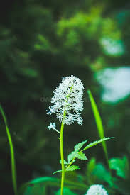 Attēlu rezultāti vaicājumam “Actaea spicata flower”