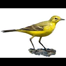 Attēlu rezultāti vaicājumam “Motacilla flava flava adult”