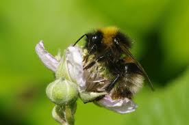 Attēlu rezultāti vaicājumam “Psithyrus sylvestris”