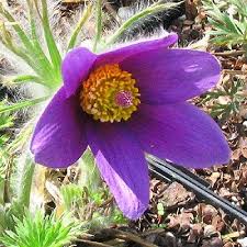 Attēlu rezultāti vaicājumam “Pulsatilla patens”