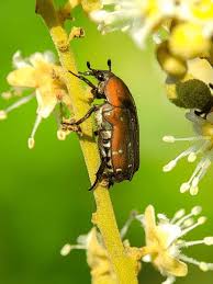 Attēlu rezultāti vaicājumam “Alleculidae”