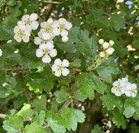 Attēlu rezultāti vaicājumam “Crataegus monogyna subsp. nordica”