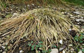 Attēlu rezultāti vaicājumam “Carex davalliana”