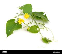 Attēlu rezultāti vaicājumam “Thladiantha dubia flower”