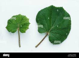 Attēlu rezultāti vaicājumam “Tussilago farfara leaf”