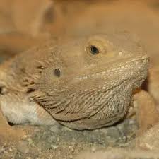 Image result for Central Weald Dragons