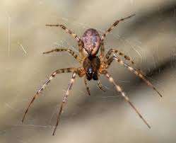 Attēlu rezultāti vaicājumam “Neriene montana”