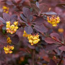 Attēlu rezultāti vaicājumam “Berberis thunbergii flower”