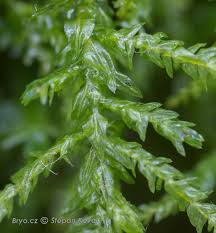 Attēlu rezultāti vaicājumam “Anomodon attenuatus”