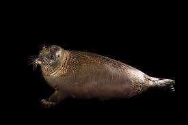 Image result for Pusa hispida