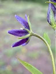 Attēlu rezultāti vaicājumam “Swertia perennis leaf”