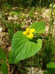 Attēlu rezultāti vaicājumam “Viola uliginosa bud”