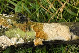 Attēlu rezultāti vaicājumam “Schizopora paradoxa”