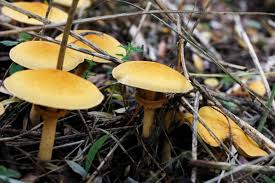 Attēlu rezultāti vaicājumam “Phaeolepiota aurea”