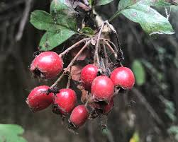 Attēlu rezultāti vaicājumam “Crataegus monogyna fruit”