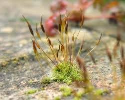 Attēlu rezultāti vaicājumam “Pottiales”