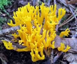 Attēlu rezultāti vaicājumam “Calocera viscosa”