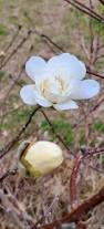 Attēlu rezultāti vaicājumam “Magnolia x loebneri flower”