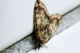 Attēlu rezultāti vaicājumam “Hydriomena impluviata”