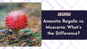 Attēlu rezultāti vaicājumam “Amanita regalis”