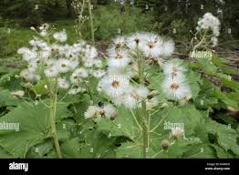 Attēlu rezultāti vaicājumam “Petasites spurius flower”
