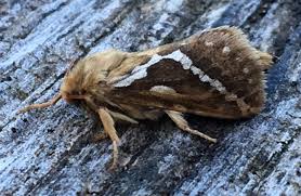 Attēlu rezultāti vaicājumam “Hepialus lupulinus”