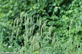 Attēlu rezultāti vaicājumam “Bromopsis benekenii”