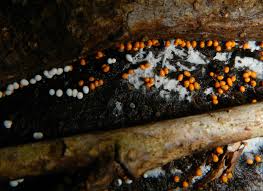 Attēlu rezultāti vaicājumam “Hemitrichia lutescens macro”