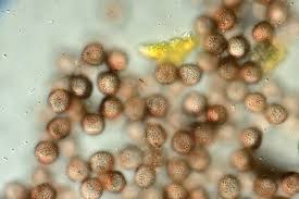 Attēlu rezultāti vaicājumam “Physarum virescens”