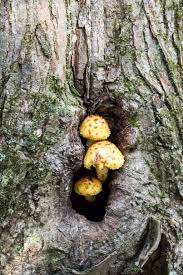 Attēlu rezultāti vaicājumam “Pholiota aurivella”