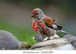 Attēlu rezultāti vaicājumam “Carduelis cannabina adult”