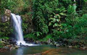 「Mt. Tamborine」的圖片搜尋結果