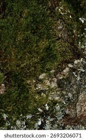 Attēlu rezultāti vaicājumam “Jungermanniopsida”