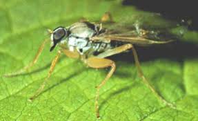 Attēlu rezultāti vaicājumam “Empididae”