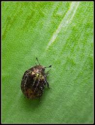 Attēlu rezultāti vaicājumam “Cytilus sericeus”