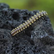 Attēlu rezultāti vaicājumam “Aphodius subterraneus imago”