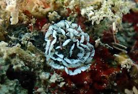 Attēlu rezultāti vaicājumam “Physarum bryocorticola sessile”