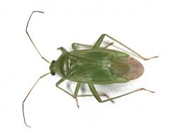 Attēlu rezultāti vaicājumam “Grypocoris sexguttatus imago”