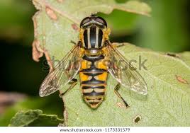 Attēlu rezultāti vaicājumam “Helophilus pendulus”