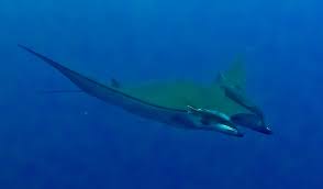 Image result for Mobula tarapacana