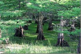 Image result for Slough Pirates