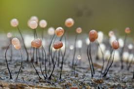 Attēlu rezultāti vaicājumam “Comatricha fragilis”