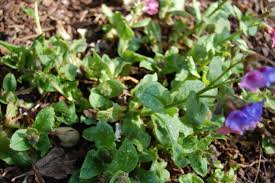 Image result for Pulmonaria officinalis