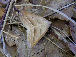 Attēlu rezultāti vaicājumam “Petrophora chlorosata”