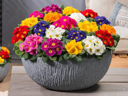 Attēlu rezultāti vaicājumam “Primula x margotae flower”