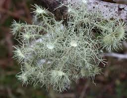Attēlu rezultāti vaicājumam “Usnea subfloridana”